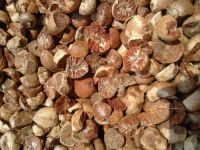 DRIED BETEL NUT: whole/split /slice WITH HIGH QUALITY, good price
