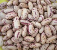 First grade sugar beans for sale