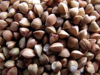 Top quality raw and roasted buckwheat kernels for sale