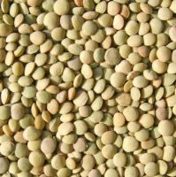 Top grade Whole & Split lentils for sale