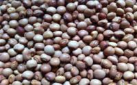 Good quality pigeon peas for sale