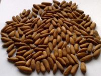 Hot sale Pine nut at best prices