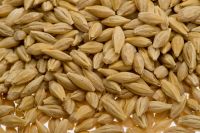A grade barley for both feed and human consumption ready for export