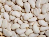 best Butter Beans for sell
