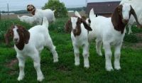 Livestock Full Blood Boer Goats for sale 2017