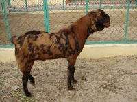 BEST QUALITY LIVE SIROHI FARMING GOAT FOR SALE