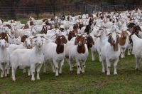 Full Breed Boer Goats, Holstein Heifers, Cows, Sheep