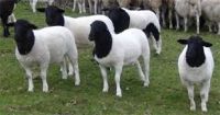Best Live Boer Goats, Sheep and Cows