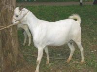 Boer and senaan Goats for sale