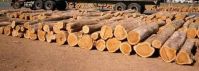 best quality Teak logs