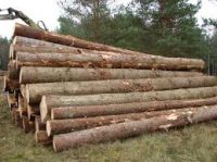 Spruce woods for sale
