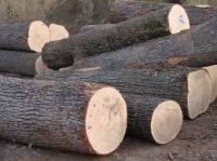 Oak Logs and Lumbers HIGH QUALITY