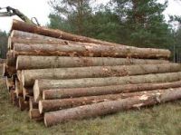 Highy quality Pine, Teak, Spruce, Eucalyptus, Ceedar, Beech, Fir, Cherry, Hardwood, Rosewood, Hemlock, Oak Logs