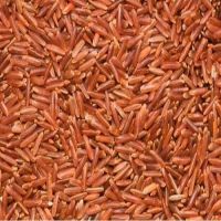 Thai Red Rice, Thai Organic Red Jasmine Rice, Thai Cargo Rice, Grade A Red Long Grain Rice Red Cargo Rice FOR RICE IMPORTERS