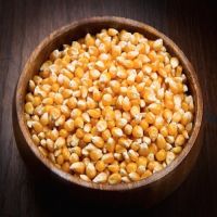 Yellow Corn, White Corn, Maize, Dried Corn, Sweet Corn, selling Raw maize yellow corn (grains)