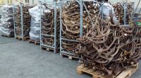 We sell deer antlers collected from Spain fields natural fallen