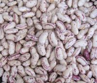 Long Shape Light Speckled Kidney Bean