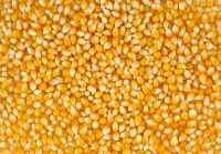 First Grade Yellow Corn / Yellow Maize / Yellow Corn Grains and white corn