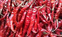 Fresh/Dried Red Chilli