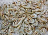 Frozen vanamei shrimp