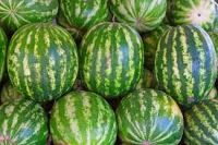 Organic Water Melon