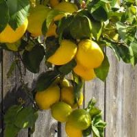 Fresh citrus fruit eureka lemons for sale