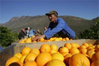 Sweet Valencia Oranges from South Africa