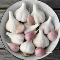 natural pure white garlic
