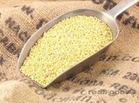 yellow millets corn Grain Products