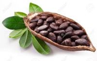 Quality natural roasted cocoa beans