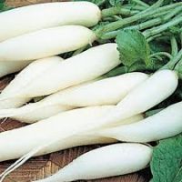 New listing daikon radish Fresh White turnip