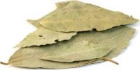 Best Quality Green Bay Leaves