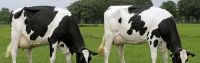 live holstein heifer cows for sale