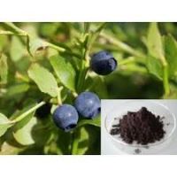 Pure Natural Bilberry, Bilberry Extract Powder