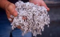 COTTON SEEDS South Africa quality and low price
