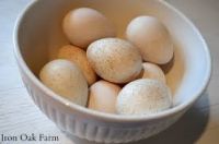 Turkey Eggs