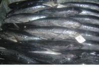 frozen fish bonito size