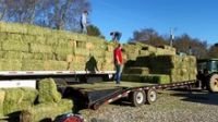 Alfalfa Hay, Timothy Hay, Animal feed / pelleted anima feed lucerne hay