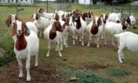 Livestock and Holstein Heifers Cattle goats