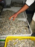 Live Razor Clams 6 to 16 cm sizes