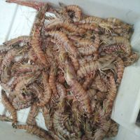 Fresh Prawns & Shrimps