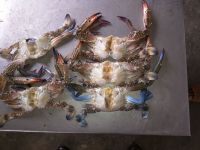 Frozen Blue Swimming Crabs, Male & Female separately packed, 30 to 35 percent Females with Eggs