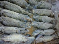Frozen Blue Swimming Crabs, Male & Female separately packed, 30 to 35 percent Females with Eggs