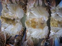 Frozen Blue Swimming Crabs, Male & Female separately packed, 30 to 35 percent Females with Eggs