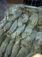 Frozen Blue Swimming Crabs, Male & Female separately packed, 30 to 35 percent Females with Eggs