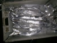 Fresh Ribbonfish Hook Line Caught A+