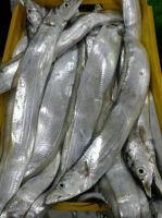 Fresh Hairtail / Ribbonfish Hook Line Caught A+ Grade