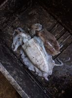 Fresh Giant Cuttlefish