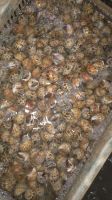 Live Topshell Snails