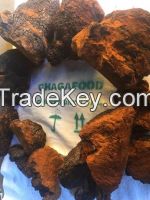 chaga mushroom chunks and powder